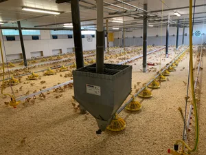 Frisch eingestallte Küken in einem Pouletmaststall. In wenigen Wochen sind sie schlachtreif.
