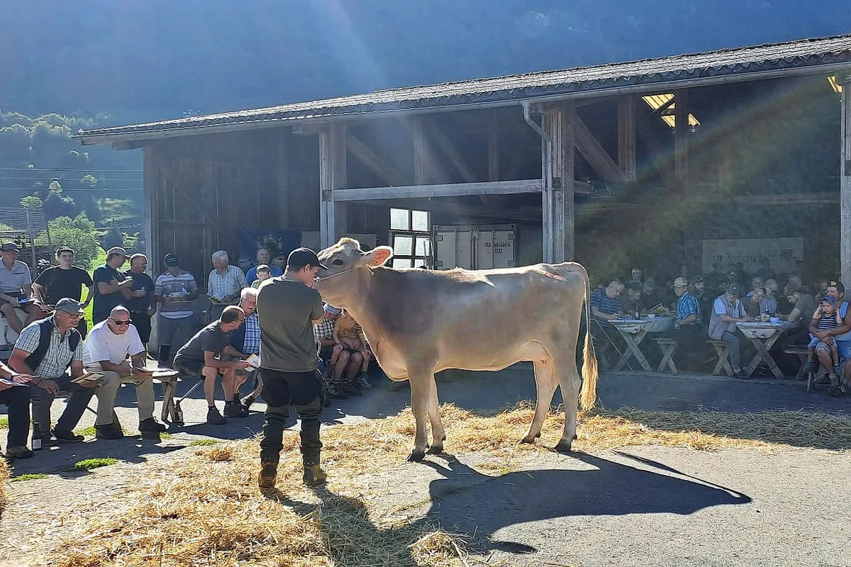 OW Auktion 26.jpg Die Hitze des letzten Sommers sorgte für eine hohe Auffuhr an der Auktion in Giswil. Heisses Wetter prägte auch den Verkaufsanlass selbst.