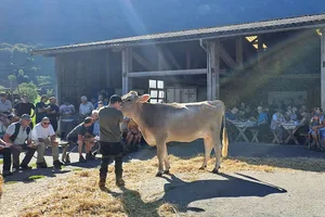 Die Hitze des letzten Sommers sorgte für eine hohe Auffuhr an der Auktion in Giswil. Heisses Wetter prägte auch den Verkaufsanlass selbst.
