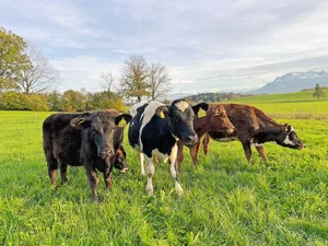 Widmers Partnerbetrieb ist zufrieden mit seinen Weiderindern. Nebst ein paar Aufzuchtrindern für Widmer verkauft Baumann die Weiderinder in der Direktvermarktung sowie an Aldi.