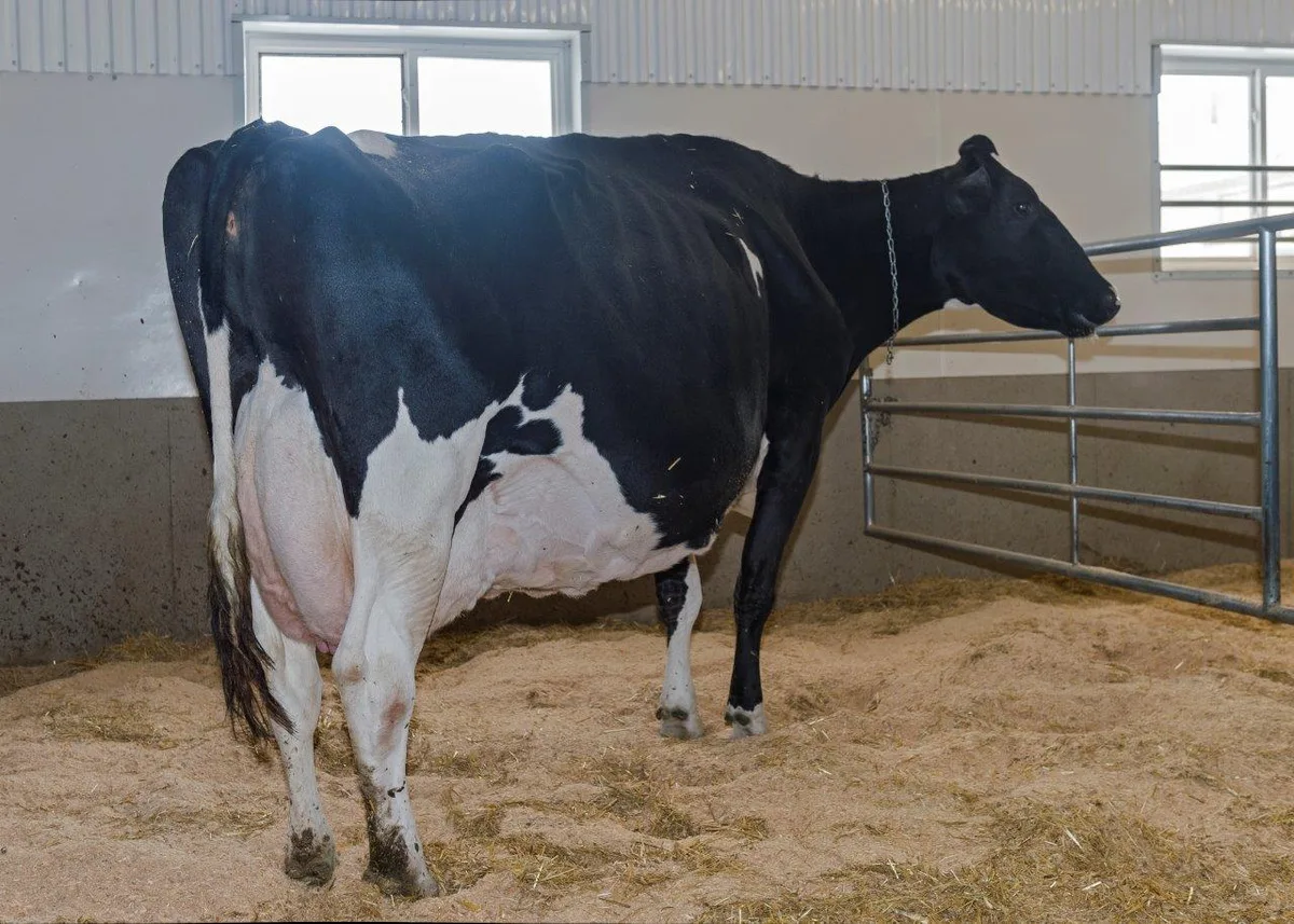 79505b4442d1e149cb1b45ee1f6aa8f9f964f674 Die bekannte Ausstellungskuh Lovhill Goldwyn Katrisha steht bei Milksource. Sie gewann 2015 den Grand Championtitel bei der Holsteinschau in Madison. (Bild) Konrad Lustenberger