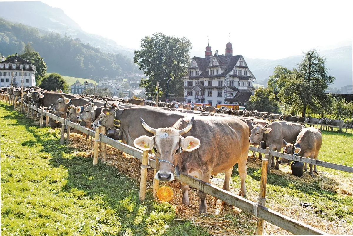 Dank schönem Wetter weniger Auflagen an den Schwyzer Viehausstellungen