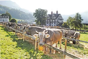 Prächtige Kulisse und prächtiges Herbstwetter bei der Bezirksschau in Schwyz von letztem Montag.