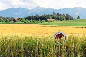 Der Bundesbeitrag für Verzicht auf Pflanzenschutzmittel entspricht IP-Suisse-Extenso. Für pestizidfreies Getreide werden keine Insektizide und Fungizide, Herbizide oder Wachstumsregulatoren eingesetzt.