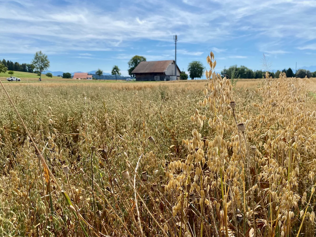 Jucker_Farm_Moenchaltorf Bauernhof der Jucker Farm AG bei Mönchaltorf ZH.