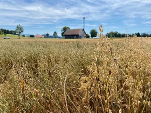 Der fünfte Betrieb der Jucker Farm AG bei Mönchaltorf ZH am Greifensee.