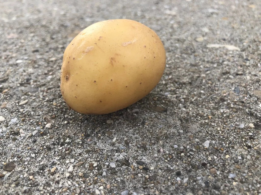 Zurzeit fehlen schalenfeste Schweizer Kartoffeln