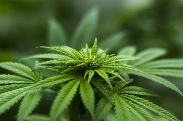 e390ef37c7d4ed7de431440bd10c210baccdb135 Cannabis ist in der Schweiz seit 1951 verboten. (Bild Pixabay)