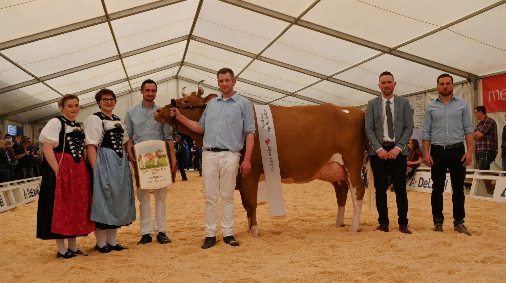 Die Miss Mittelland 2024 ist eine Swiss Fleckvieh-Kuh und trägt Hörner
