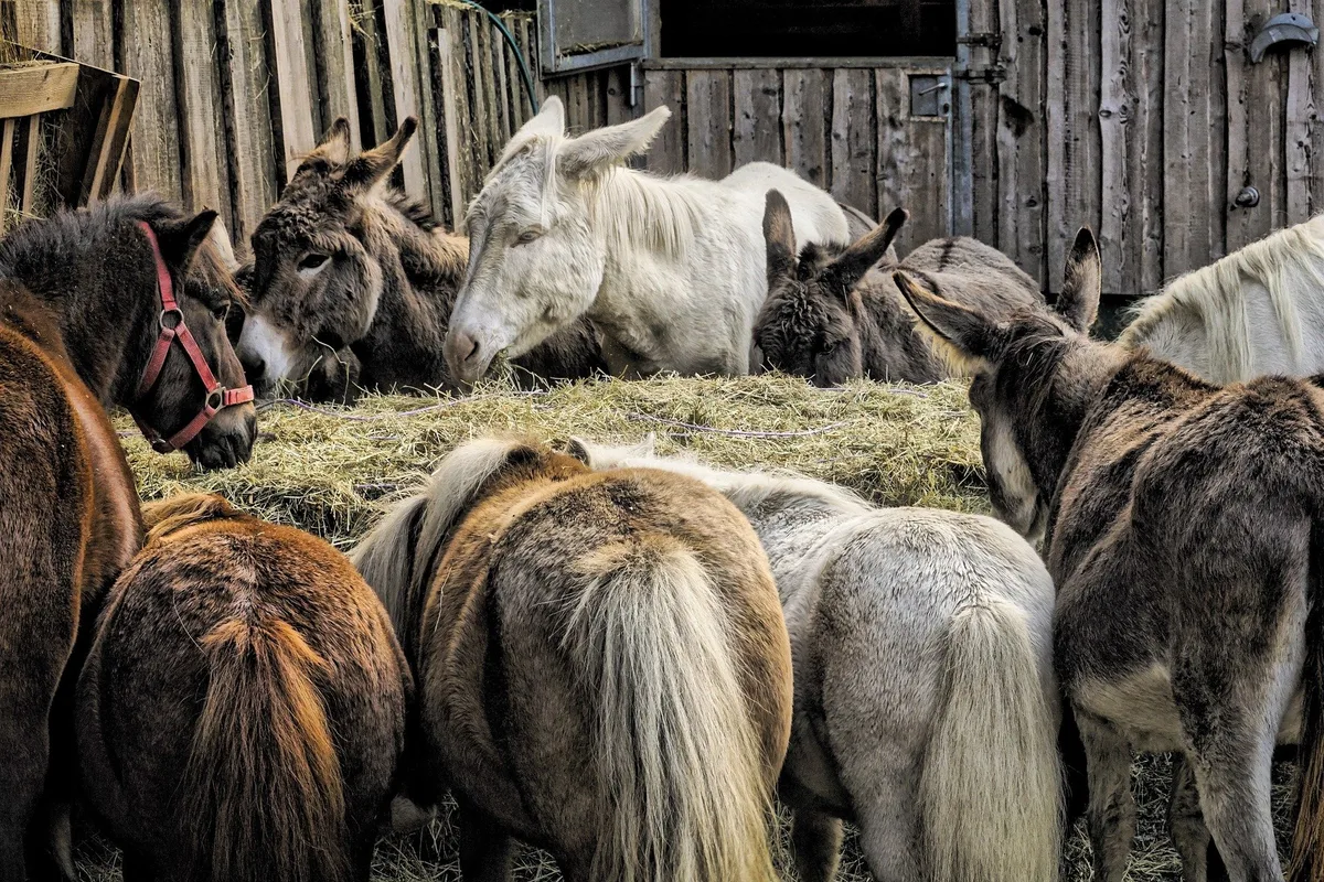 animals-g723322e0b_1920 Esel, Maultiere und Maulesel sollen mit Artgenossen zusammenleben