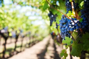 Die Traubenbörse soll Preisdumping entgegenwirken. (Bild Pixabay)