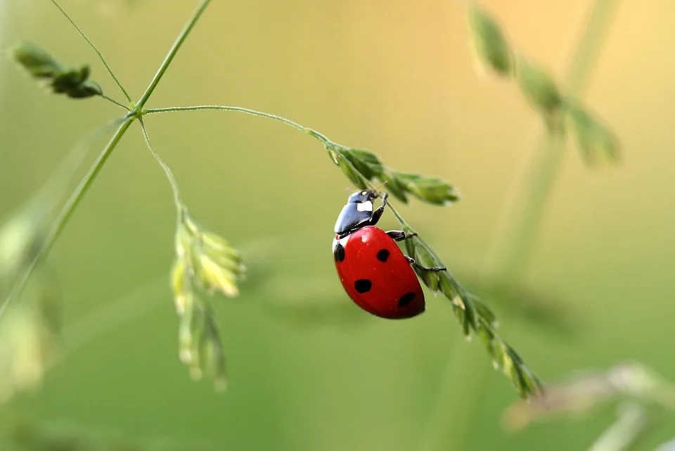 674fd0c7441afde90f84d4c7bcee70423bdb98c1 Viele der fast 2700 untersuchten Insektenarten sind rückläufig. (Symbolbild Pixabay)