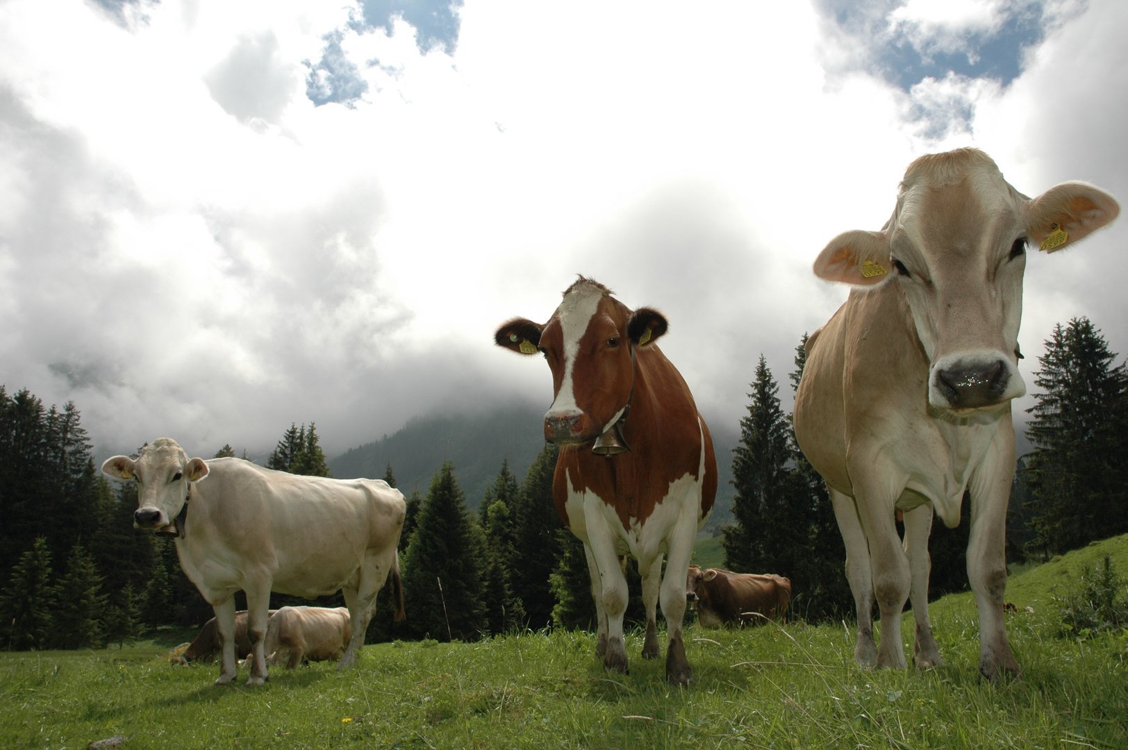 Kühe auf der Alp