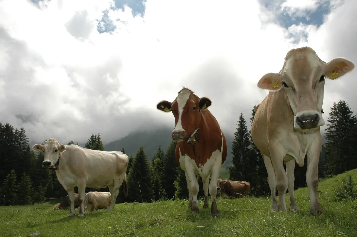 Fachmann_20 Kühe auf der Alp