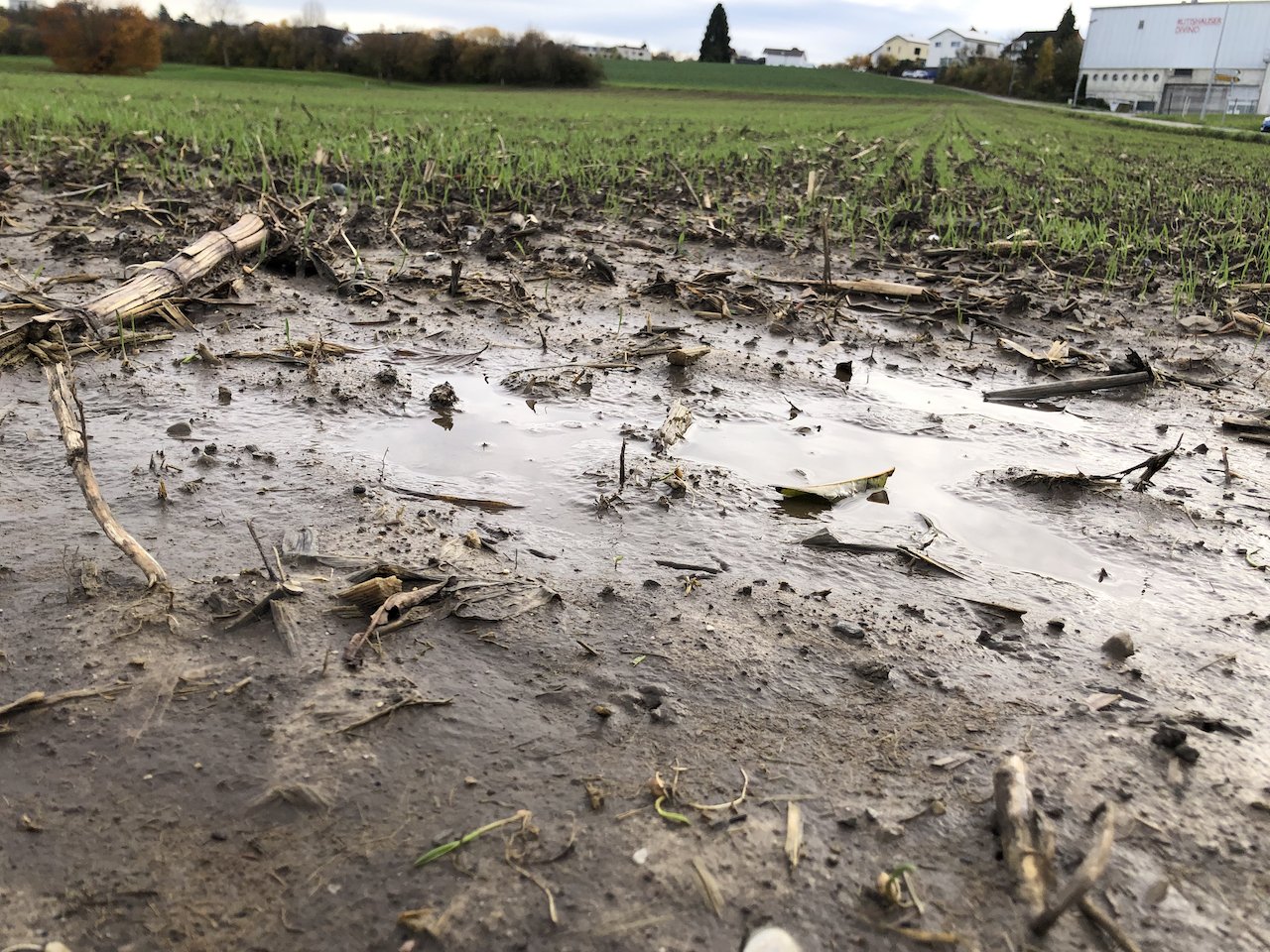 Anhaltendes Regenwetter: Bei Getreide und Raps gilt es, abzuwarten