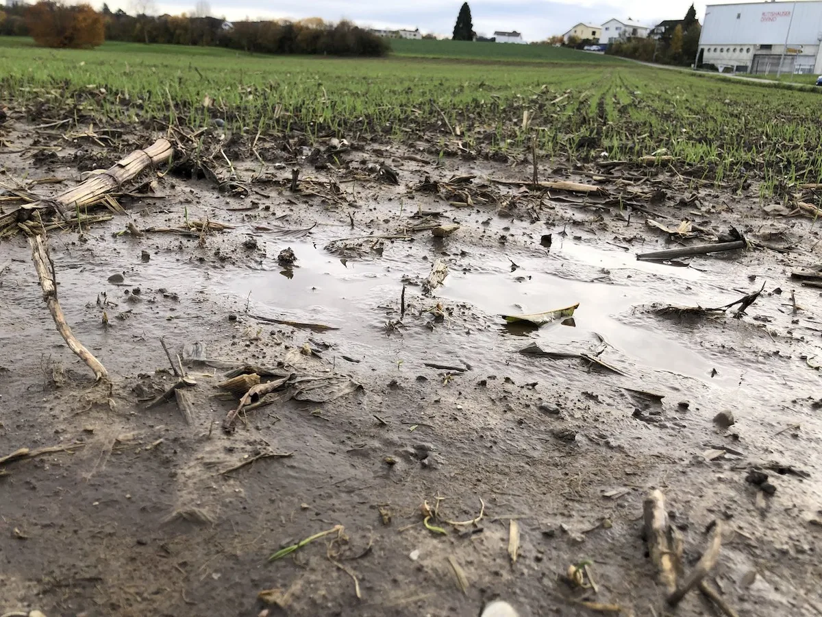 Anhaltendes Regenwetter: Bei Getreide und Raps gilt es, abzuwarten