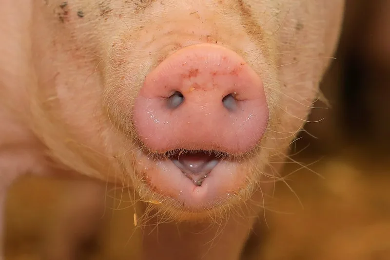 7e8ec7523aeec11a6dc691688cbe25ad6bbb3e17 Viele Schweinezüchter in China geben ihren Betrieb auf. (Bild Peter Röthlisberger)