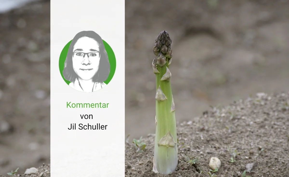 kommentar_Spargeln Die Migros erklärt, warum sie Spargeln einfliegt – Man lese und staune