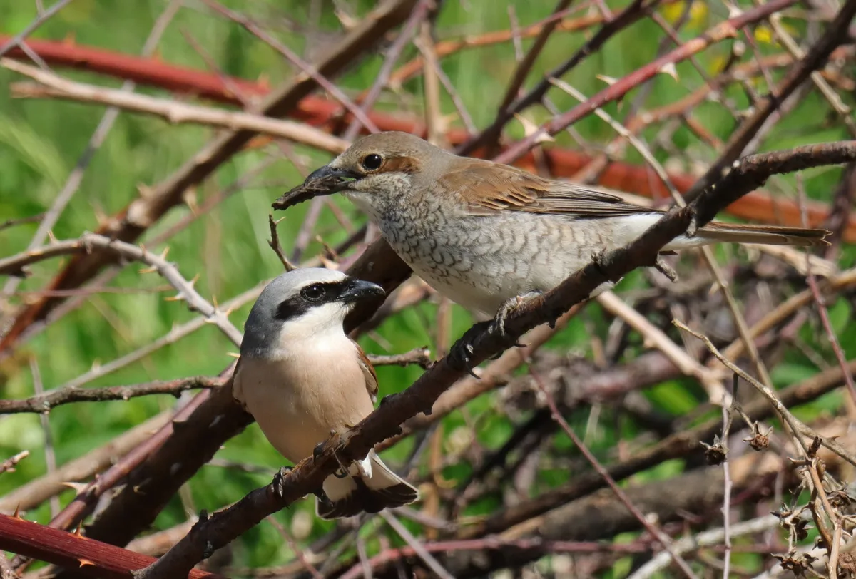 NS_D_42_Garten_3 Dank der Bauern brüten die Vögel
