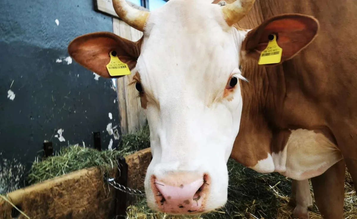 BZ_-_Artikel_diversSimment Originale Simmentaler wären gesucht