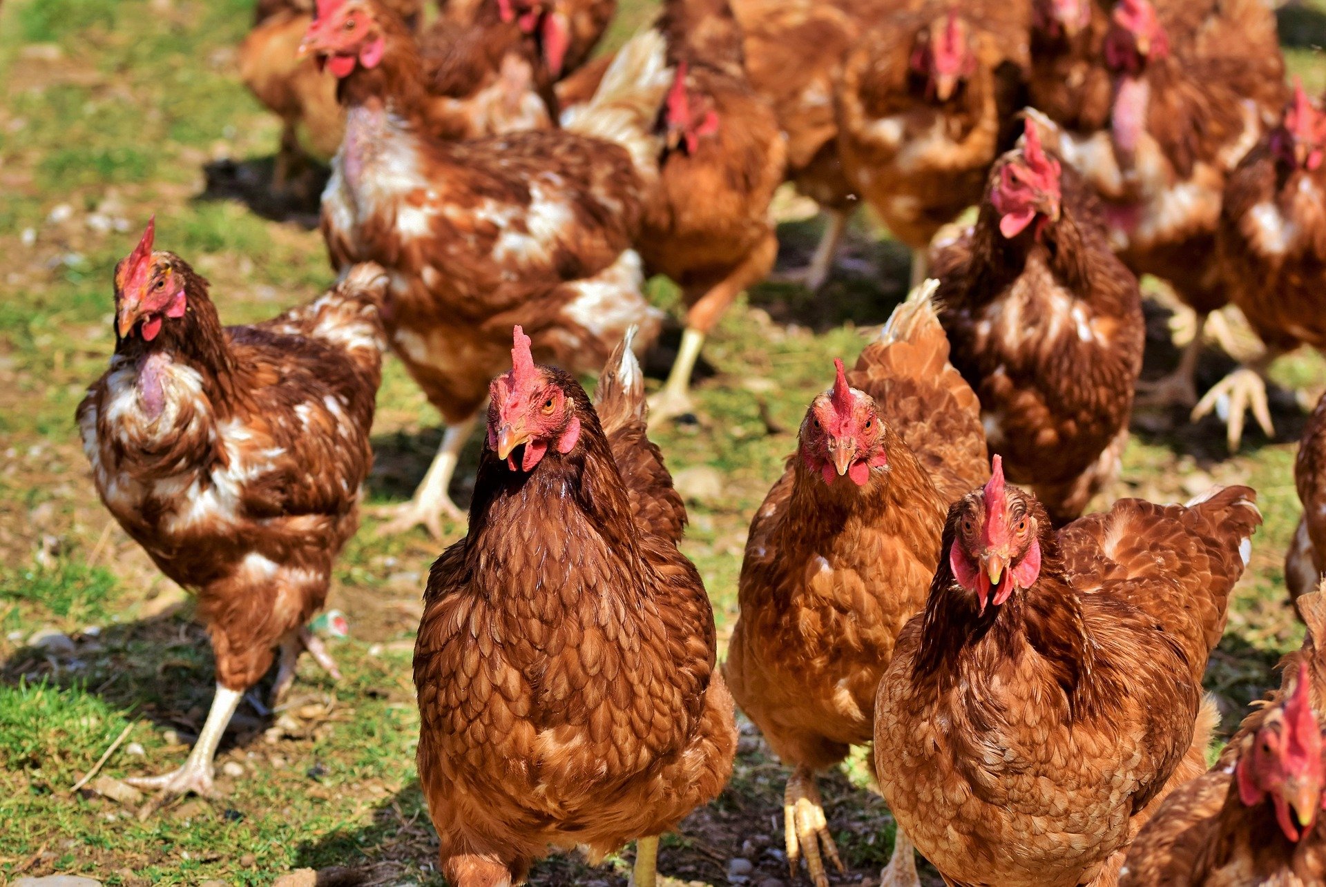 Rohware für Bio-Futter für Nicht-Wiederkäuer muss aus Übersee importiert werden
