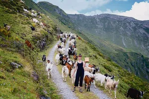 Marlene Kelnreiter verbringt den Sommer gemeinsam mit über 300 Ziegen auf der Alp Malschüel hoch über dem Rheintal.