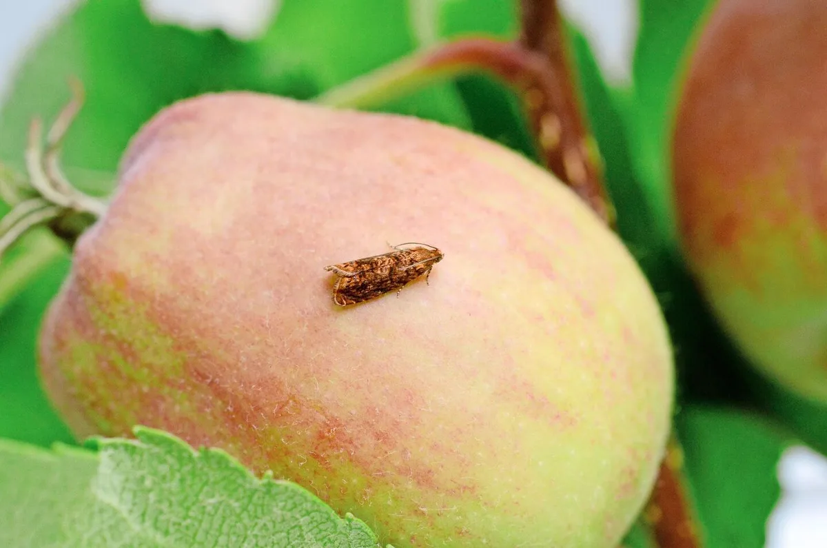 0ef8c45e2da63b7ba5f7b707150ed47f580372027785c2c0e80adcc5d188309b Der Kleine Fruchtwickler ist vor allem in Lagen zwischen 500 und 600 m ü M. zu finden. Er befällt nebst Äpfeln auch Zwetschgen und Pflaumen.