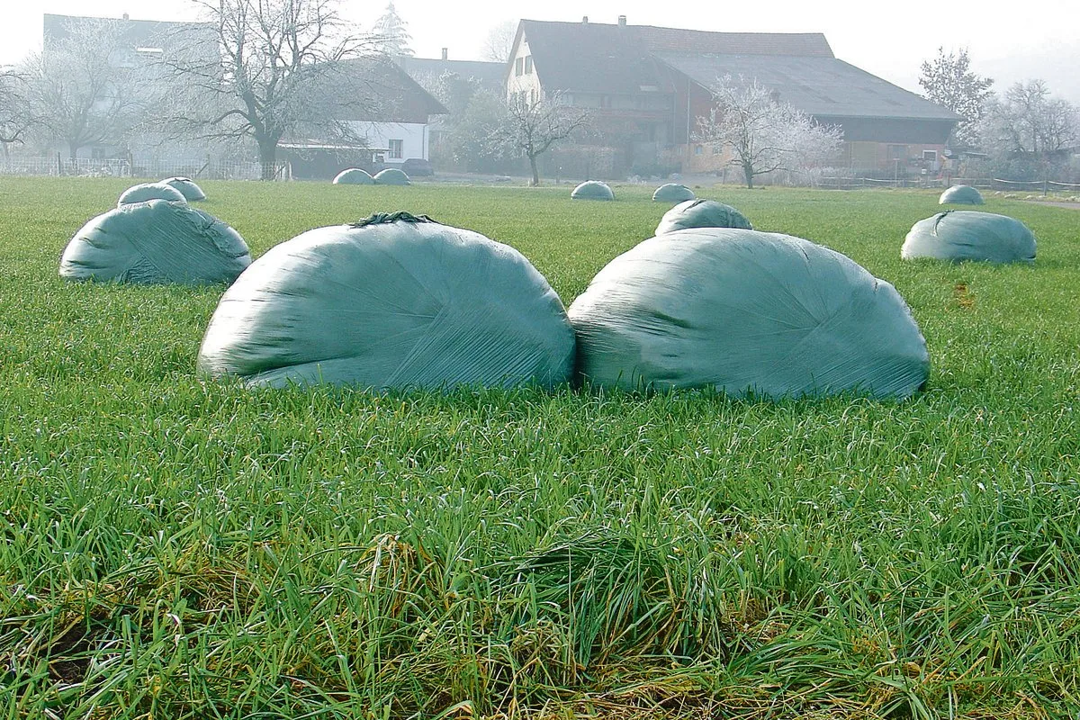 14d5bc603598bbdb19d89784d21bf4b1556418a9 Überschüssiges Herbstgras in einem wüchsigen Jahr. Zu nasse Grassilage ist gärträge und anfällig auf Fehlgärungen. Sie muss zügig verfüttert werden. (Bild Herbert Schmid)