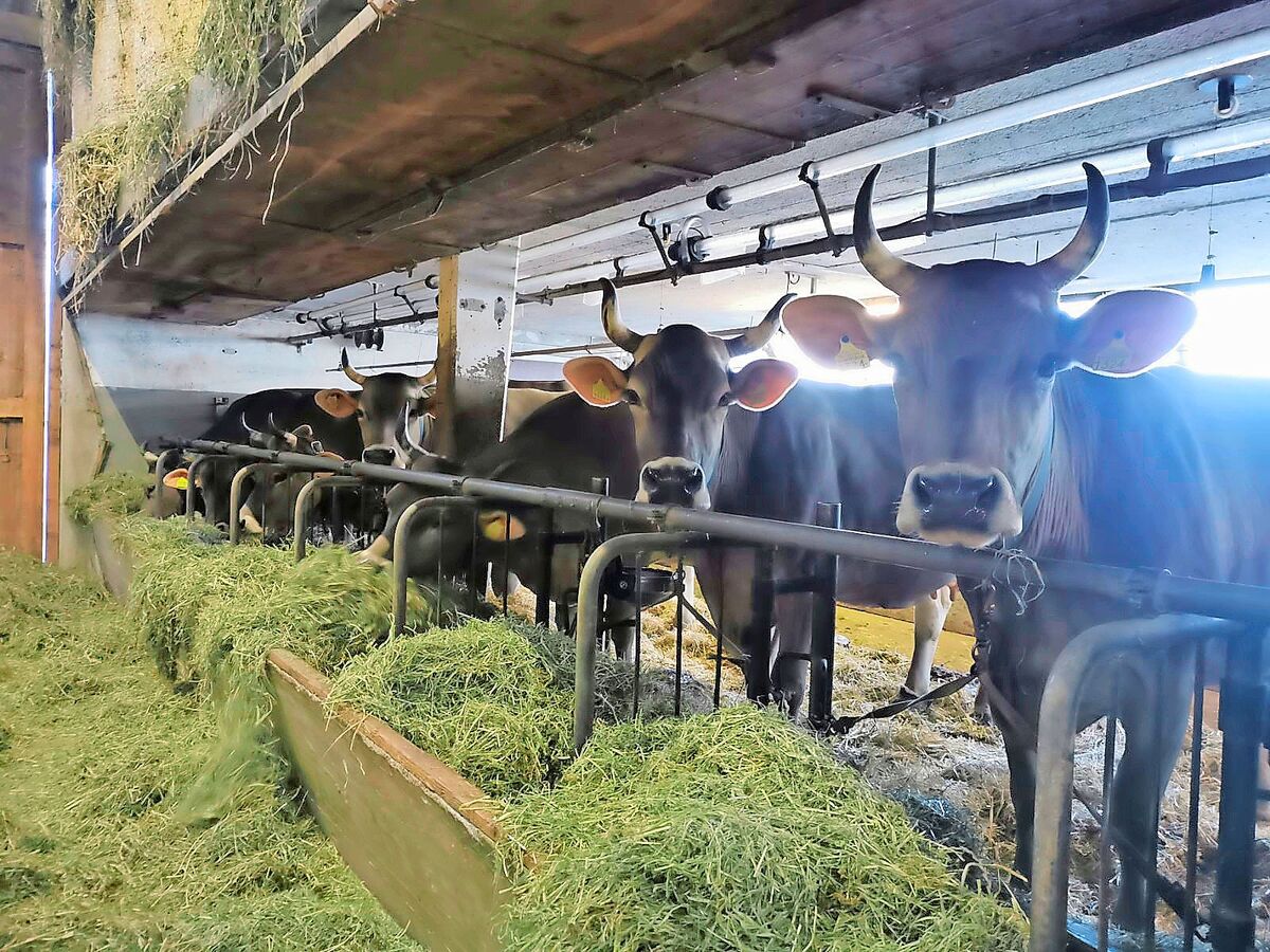 Während 2024 noch kein Impfstoff zur Verfügung stand, können Betriebe ihre Tiere nun impfen. Die hohe Nachfrage führte aktuell jedoch zu einem Engpass.