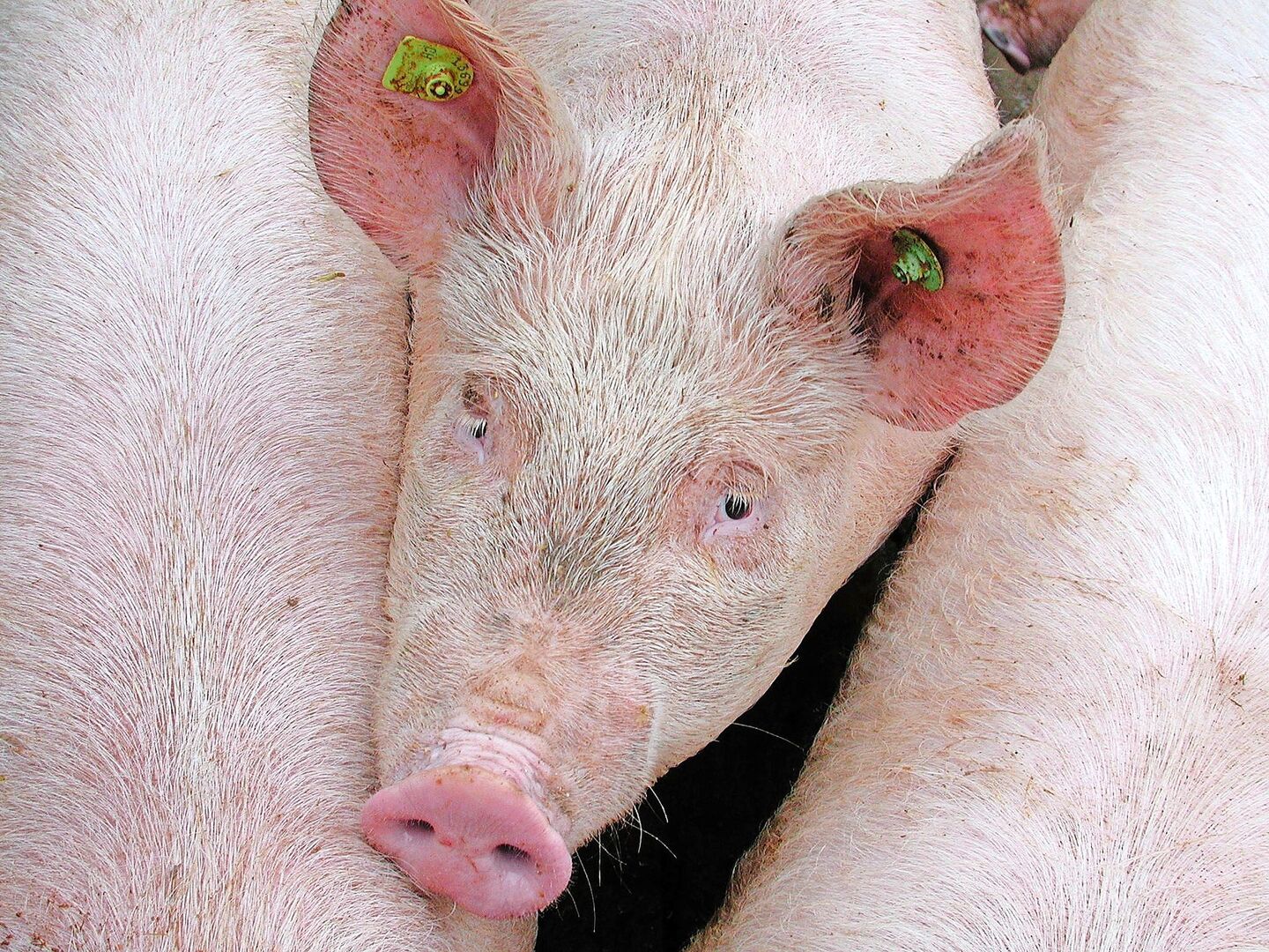 In den letzten fünf Jahren sank der Spermaverkauf der Vaterlinie Premo stark. Duroc und Piétrain hingegen konnten zulegen.