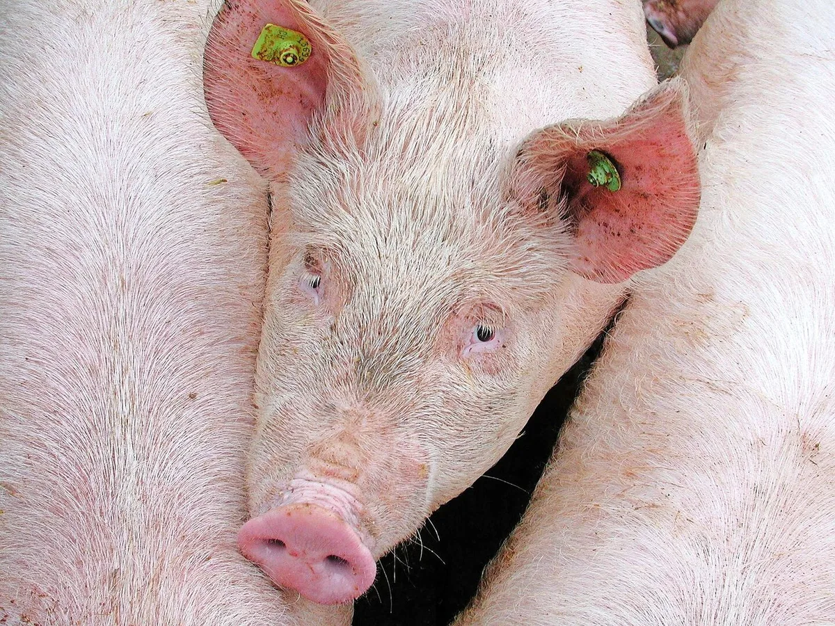 In den letzten fünf Jahren sank der Spermaverkauf der Vaterlinie Premo stark. Duroc und Piétrain hingegen konnten zulegen.