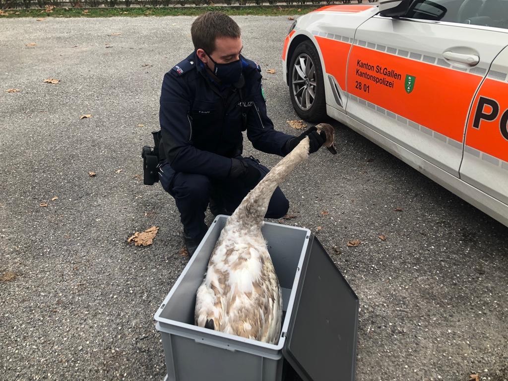 Der Schwan liess sich ohne Probleme in eine Kiste verfrachten. (Bilder Kapo SG)