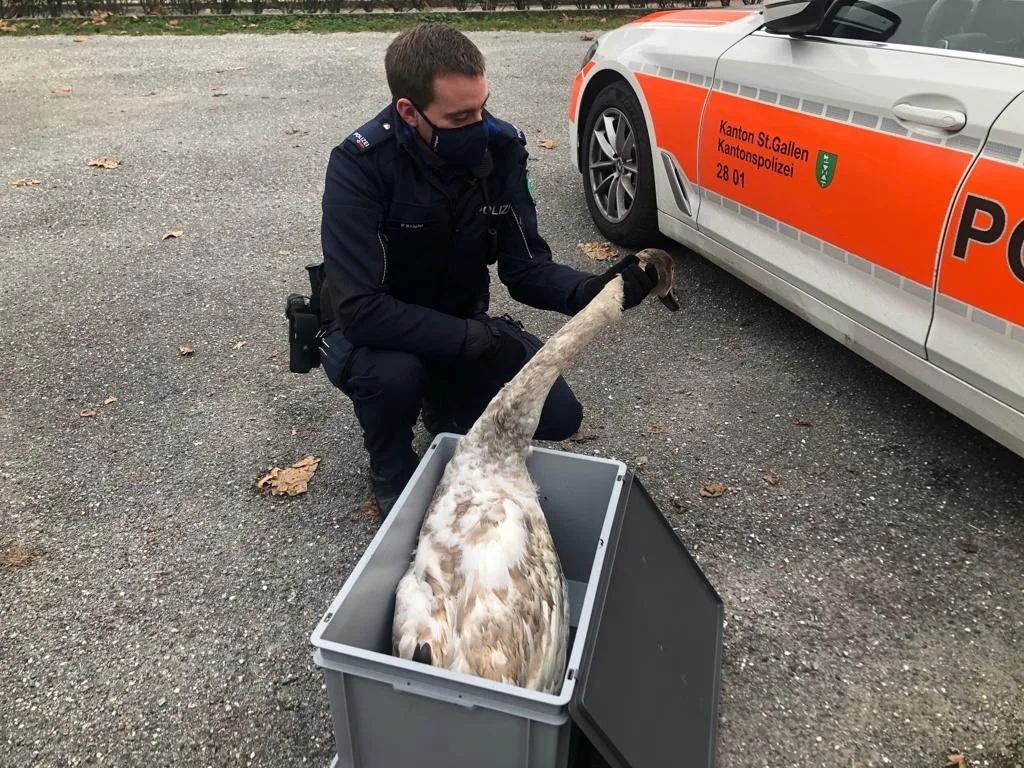 eced6459160555e66178ce76ecf1eb5fb663e707 Der Schwan liess sich ohne Probleme in eine Kiste verfrachten. (Bilder Kapo SG)