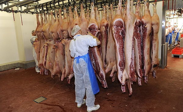 Zuletzt waren im Jahr 1990 weniger Tiere im Nachbarland geschlachtet worden. (Bild Gustavo Alêbiso)