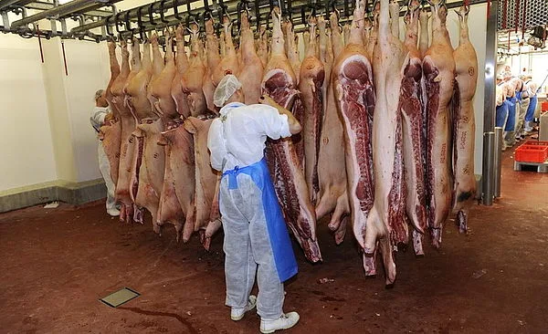 d34163e93088709e1566391f32b8a16f9f4a5407 Zuletzt waren im Jahr 1990 weniger Tiere im Nachbarland geschlachtet worden. (Bild Gustavo Alêbiso)