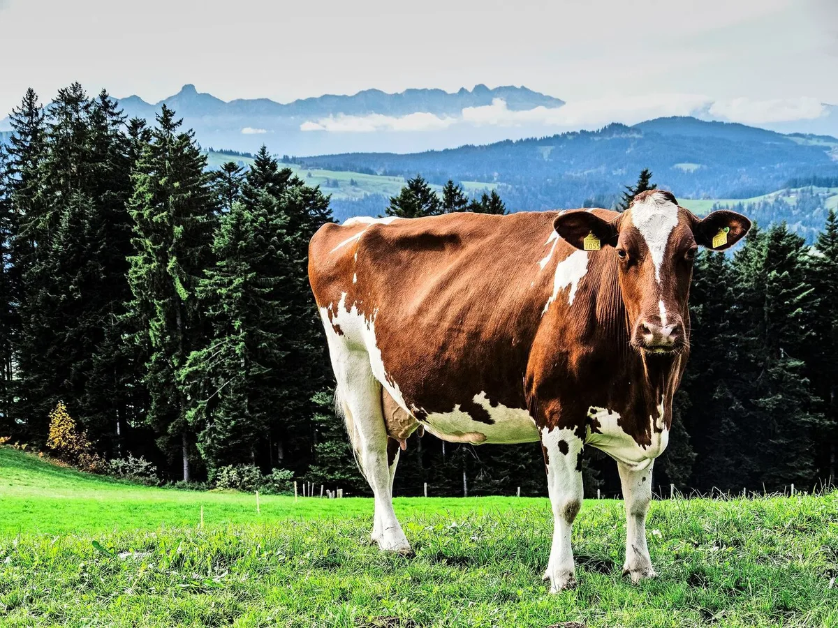 416080766c980e83606b3346c5242db787615043d006d2663d3039b8448b1922 Im Emmental, der Heimat der Kühe, ist Samuel Kohler aufgewachsen. Sein berufliches Wirken galt dem Rindvieh – und über viele Jahre auch der Bildung.