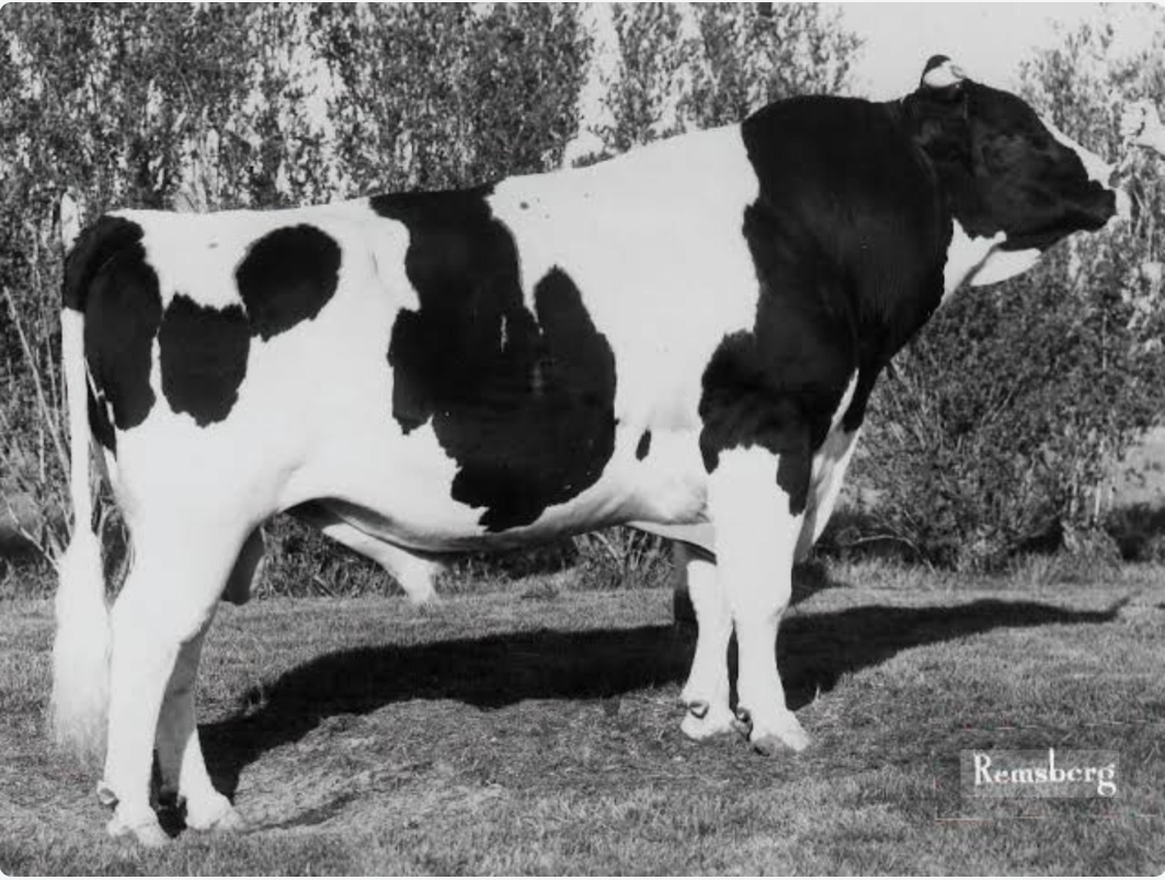Elevation und Pawnee Farm Arlinda Chief – zwei Holsteinstiere, welche die Rasse bis heute nachhaltig beeinflussen