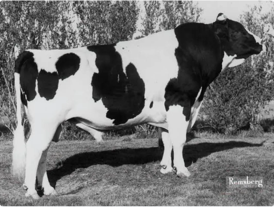 Bildschirmfoto_2026-05-28_um_09.19.34 Elevation und Pawnee Farm Arlinda Chief – zwei Holsteinstiere, welche die Rasse bis heute nachhaltig beeinflussen