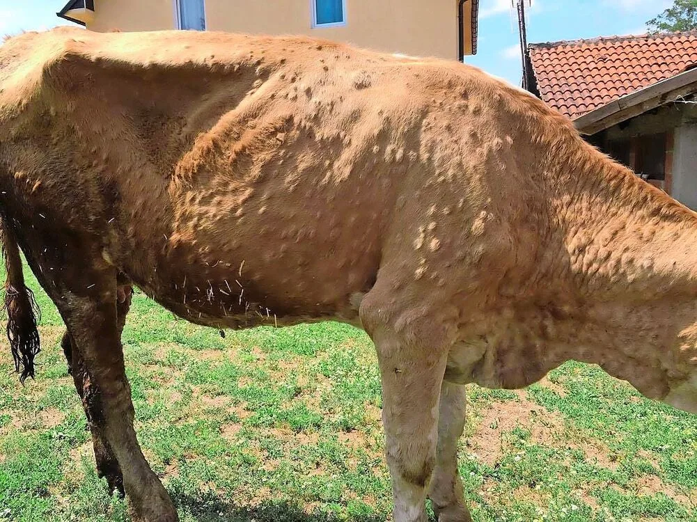 587b29fecd06d9af3606c7b856a1ae96e29157da80dc66eaac4d875f88112a56 Ein von LSD befallenes Rind aus dem Kosovo: In der Haut befallener Tiere bilden sich bis zu 5 cm grosse Knoten.