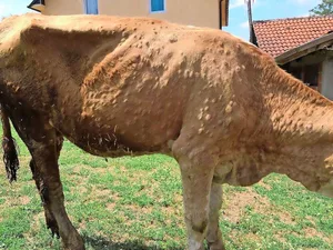 Ein von LSD befallenes Rind aus dem Kosovo: In der Haut befallener Tiere bilden sich bis zu 5 cm grosse Knoten.