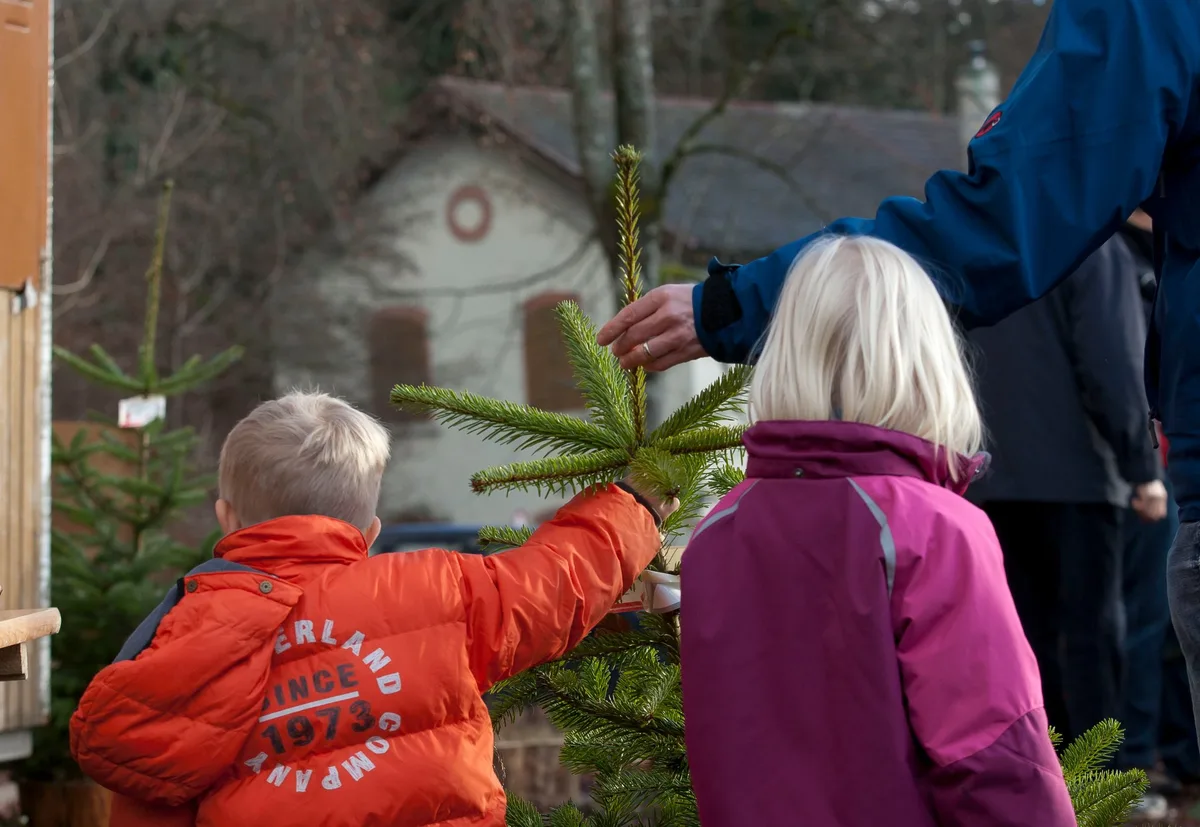 2014.12.20_peseux_christbaeume-sapins-noel_22_ad@100x Darum lohnt sich ein Schweizer Weihnachtsbaum