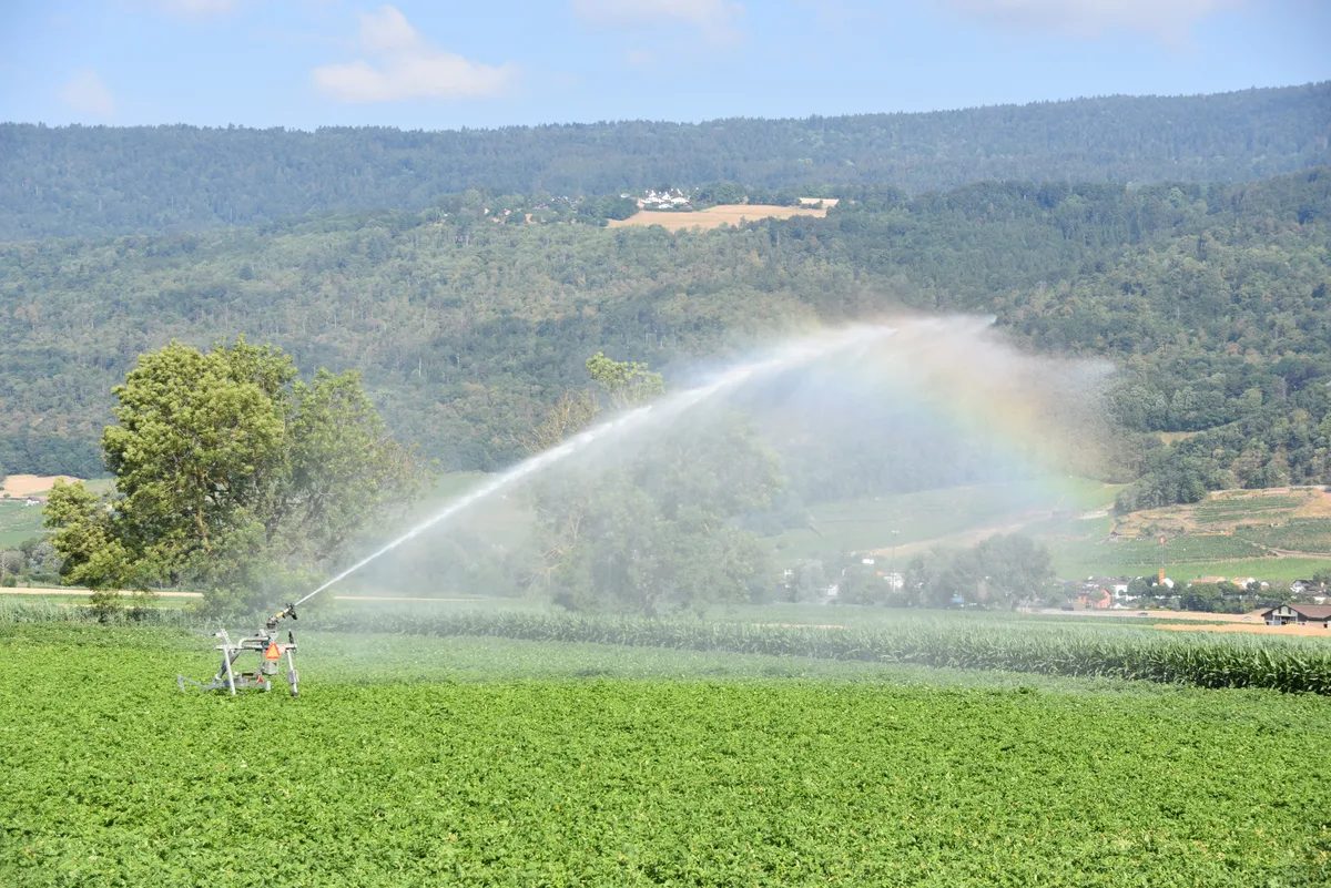 DSC_0009.JPG Wer kann bewässert: Vor allem die Kartoffeln sind auf Regen angewiesen. Doch das Bewässern ist nicht ganz billig.