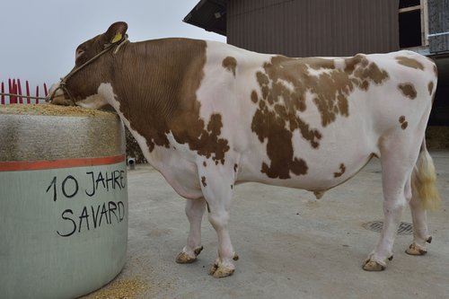 Savard an seinem zehnten Geburtstag im Dezember 2012. Damals befand er sich bereits im verdienten Ruhestand. (Bild: zVg)