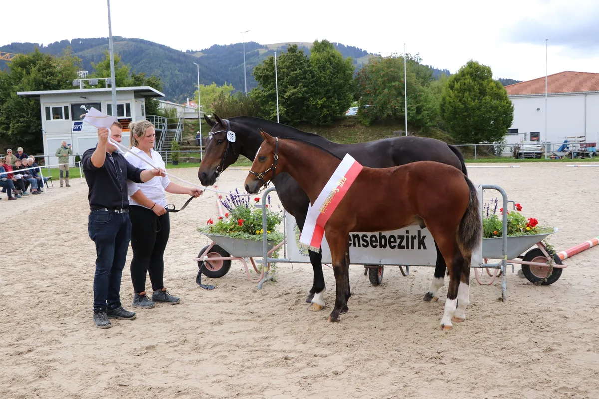 Nevio gewinnt die Fohlenschau in Plaffeien
