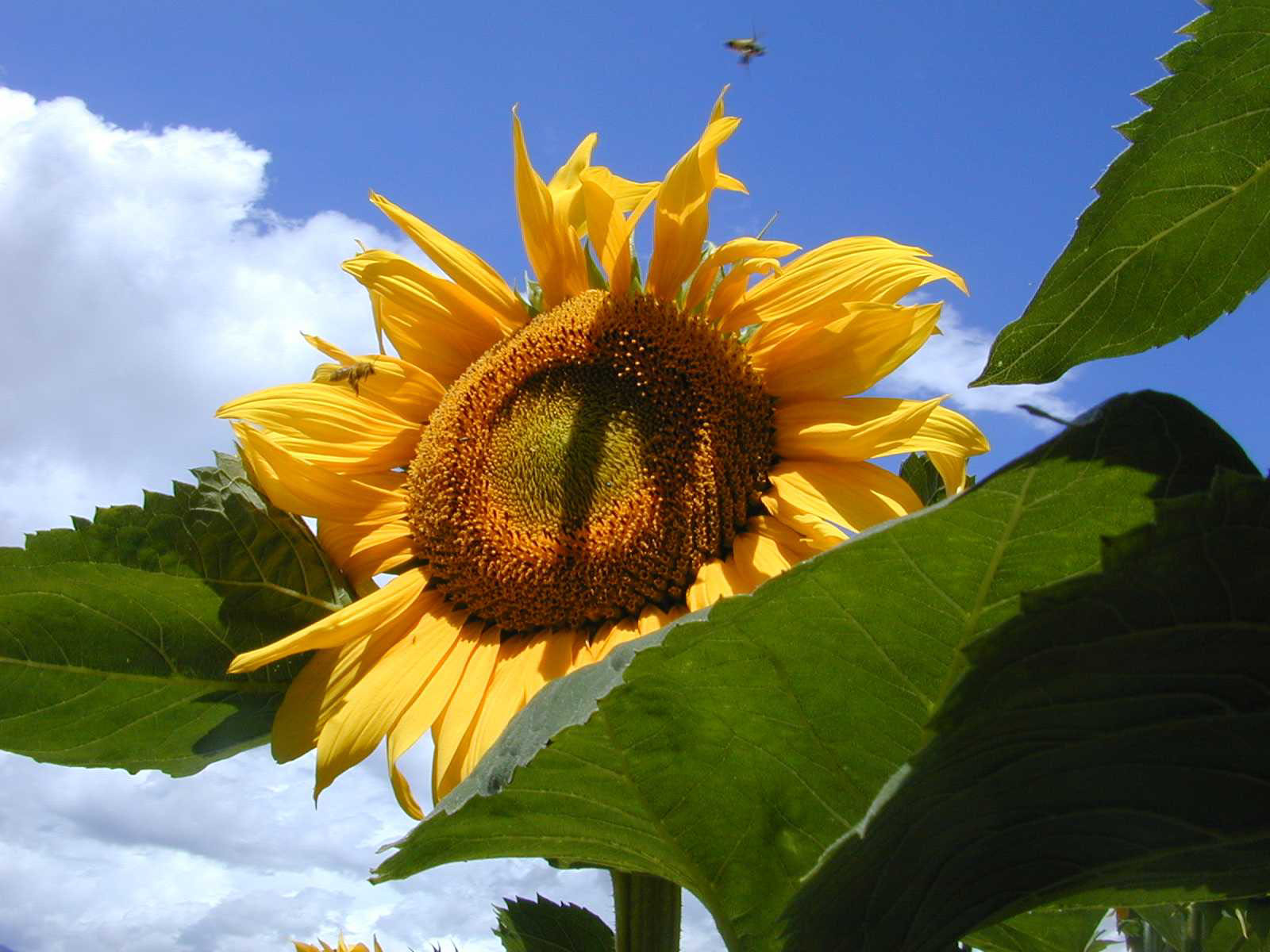 Für Sonnenblumen waren die Preise 2021 deutlich höher als in den Vorjahren