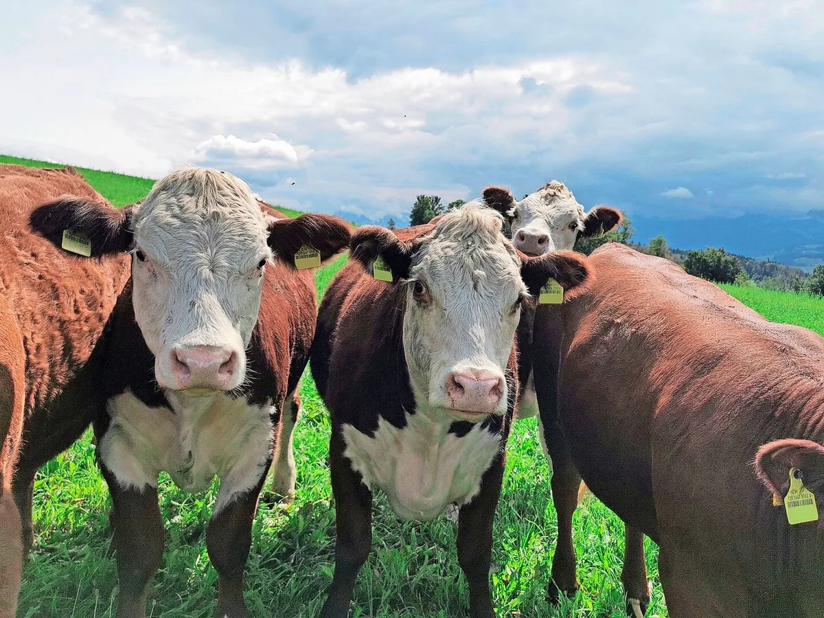 Die bedarfsgerechte Produktion sei eine der grössten Herausforderungen der IG Bio Weide-Beef, berichtet das FiBL.