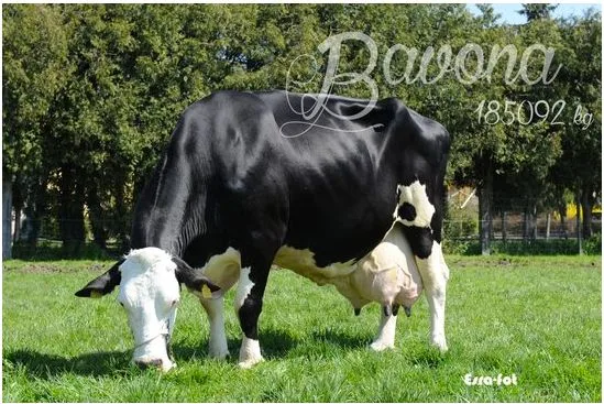 dde0d8f3a0142cfcb5fdda3cb29a0e442a635843 Rudolph Bavona von Adrian Kissling aus Niederbuchsiten SO. (Bild Esra-fot)