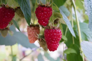 Himbeeren gelten als entzündungshemmend, appetitanregend und entwässernd und weisen einen hohen Eisengehalt auf. Sie gehören zu den Spitzenreitern im Schweizer Anbau, was die diesjährigen erwarteten Erntemengen angeht.
