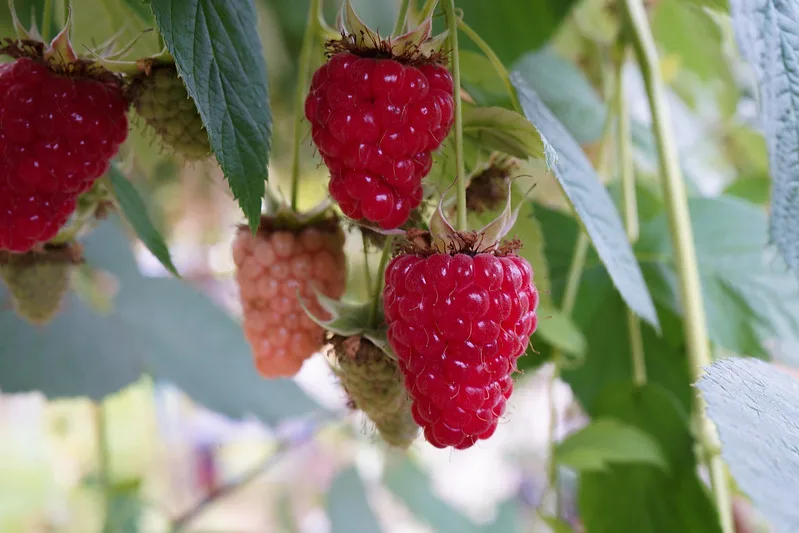 Die Schweizer Beerensaison startet früh und mit einer Info-Kampagne