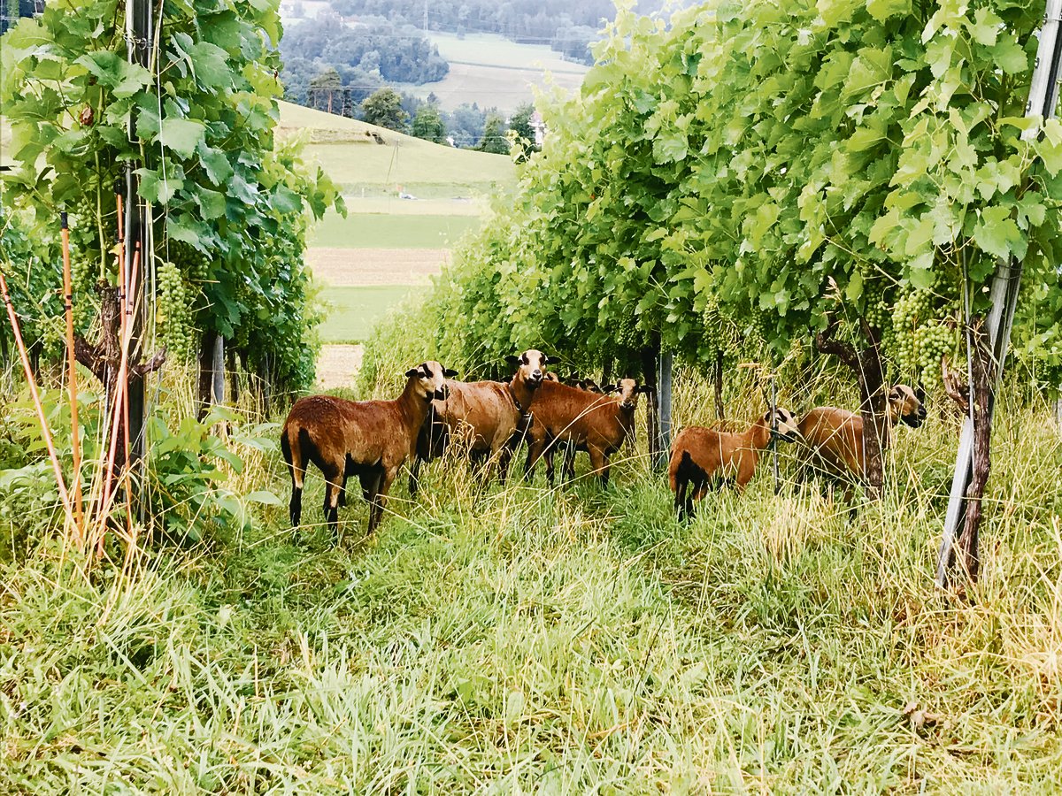 Das Kamerunschaf ist nicht ein Wollschaf, sondern wechselt saisonal sein Fell und wird nicht geschoren. (Bild Alexandra Stückelberger)